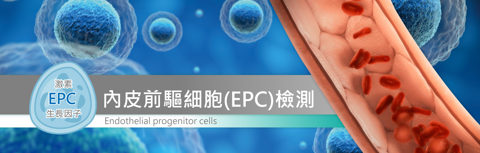 banner-內皮前驅細胞(EPC)檢測形象廣告